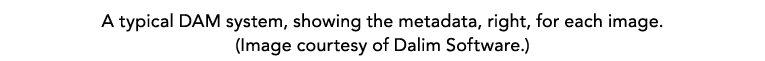 A typical DAM system, showing the metadata, right, for each image. (Image courtesy of Dalim Software.)