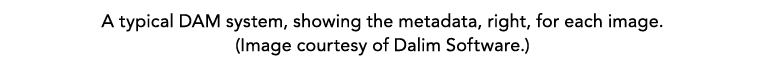 A typical DAM system, showing the metadata, right, for each image. (Image courtesy of Dalim Software.)